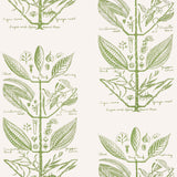 Kravet SUGAR AND SPICE WP CACTUS Wallpaper