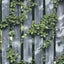 DecoratorsBest Palisade Grey Wallpaper
