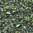 DecoratorsBest Evergreen Living Wall Wallpaper