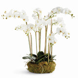 Napa White PHALAENOPSIS ORCHID BOWL DROP-IN 35"