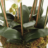 Napa White PHALAENOPSIS ORCHID BOWL DROP-IN 35"