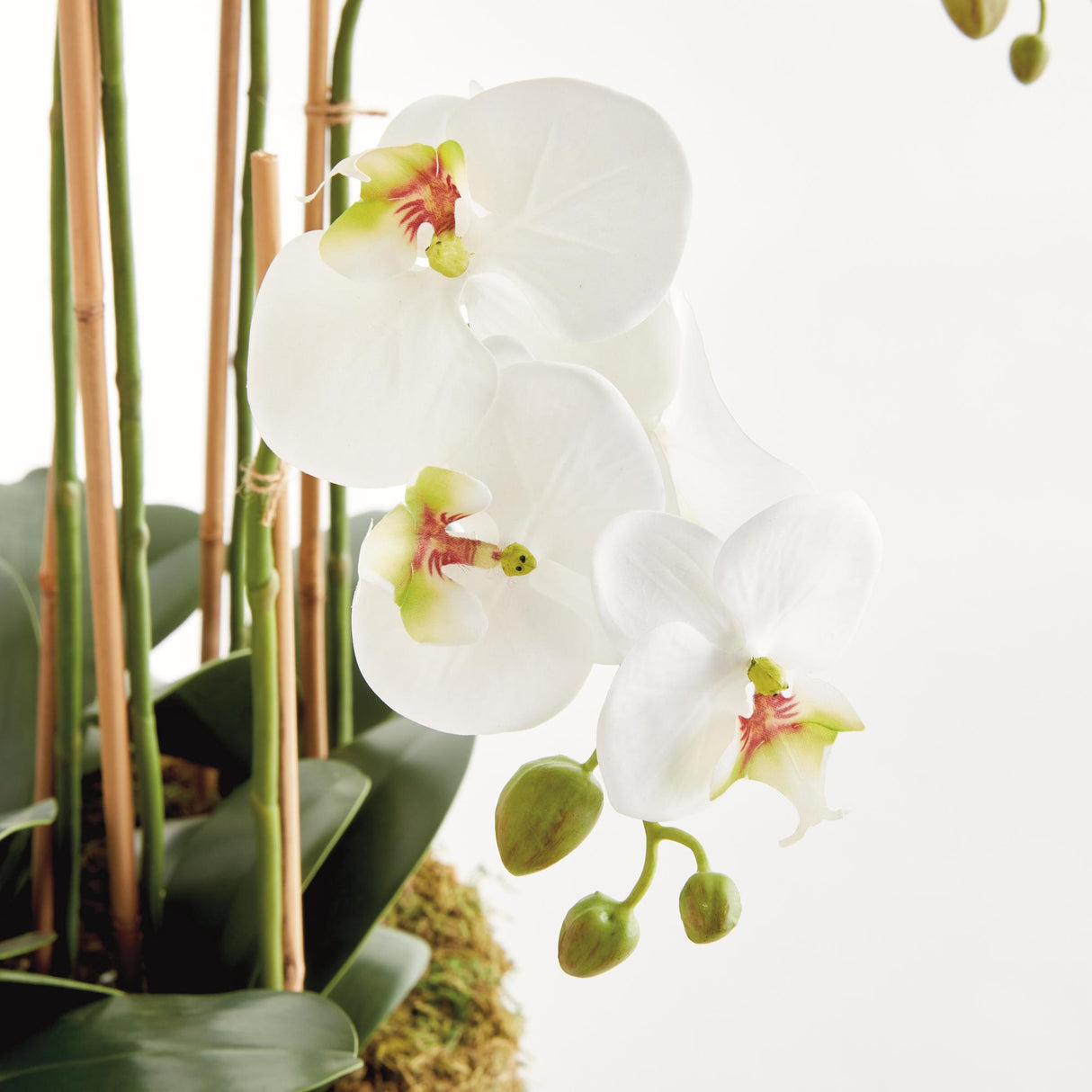 Napa White PHALAENOPSIS ORCHID BOWL DROP-IN 35"