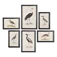 Napa Includes frames WATERFOWL GALLERY, SET OF 6