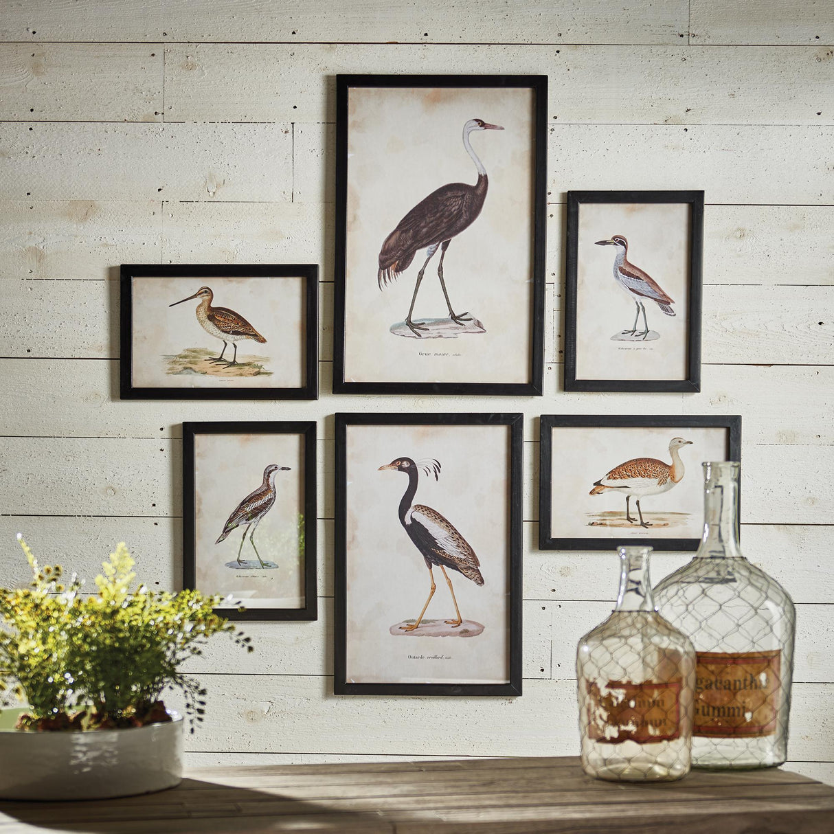 Napa Includes frames WATERFOWL GALLERY, SET OF 6