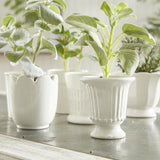 Napa Classic White MIRABELLE MINI CACHEPOTS, SET OF 6