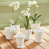 Napa Classic White MIRABELLE MINI CACHEPOTS, SET OF 6