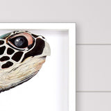 Paragon Great Sea Turtle Turquoise 50 X 38 X 3 Wall Art