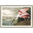 Paragon Roseate Spoonbill Multi 33 X 48 X 2 Wall Art