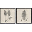 Paragon Modern Ferns I S/2 Neutral 26 X 26 X 2 Wall Art