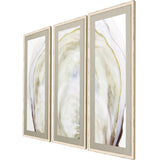 Paragon Oyster Shell S/3 Yellow 40 X 17 X 2 Wall Art