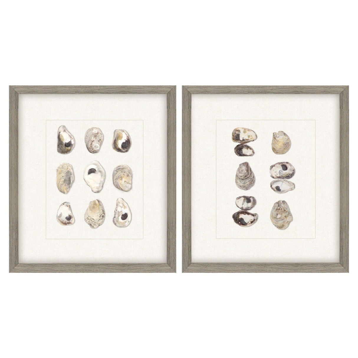 Paragon Shell Series S/2 Beige 18 X 16 X 2 Wall Art