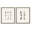 Paragon Shell Series S/2 Beige 18 X 16 X 2 Wall Art