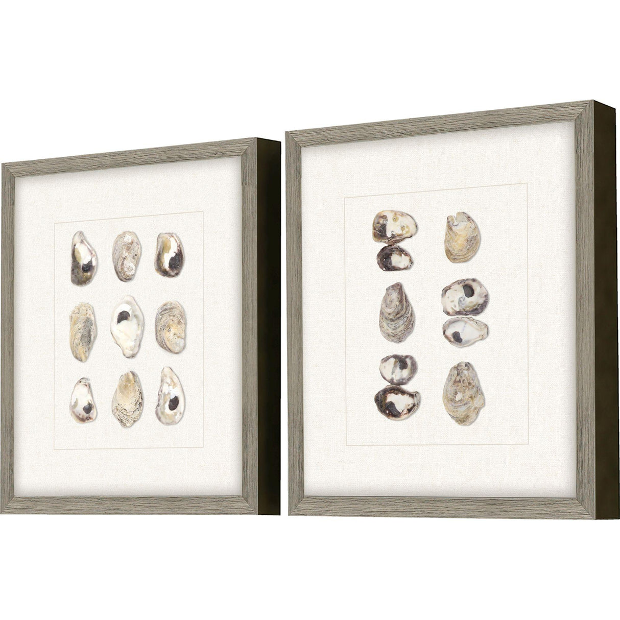 Paragon Shell Series S/2 Beige 18 X 16 X 2 Wall Art