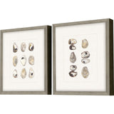 Paragon Shell Series S/2 Beige 18 X 16 X 2 Wall Art