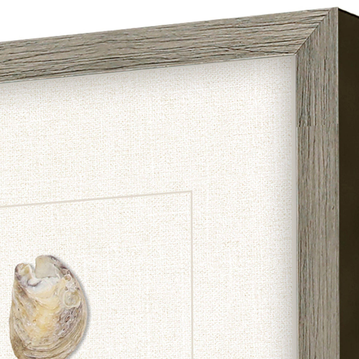 Paragon Shell Series S/2 Beige 18 X 16 X 2 Wall Art