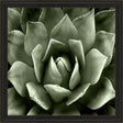 Paragon Green Succulent II Green 35 X 35 X 2 Wall Art