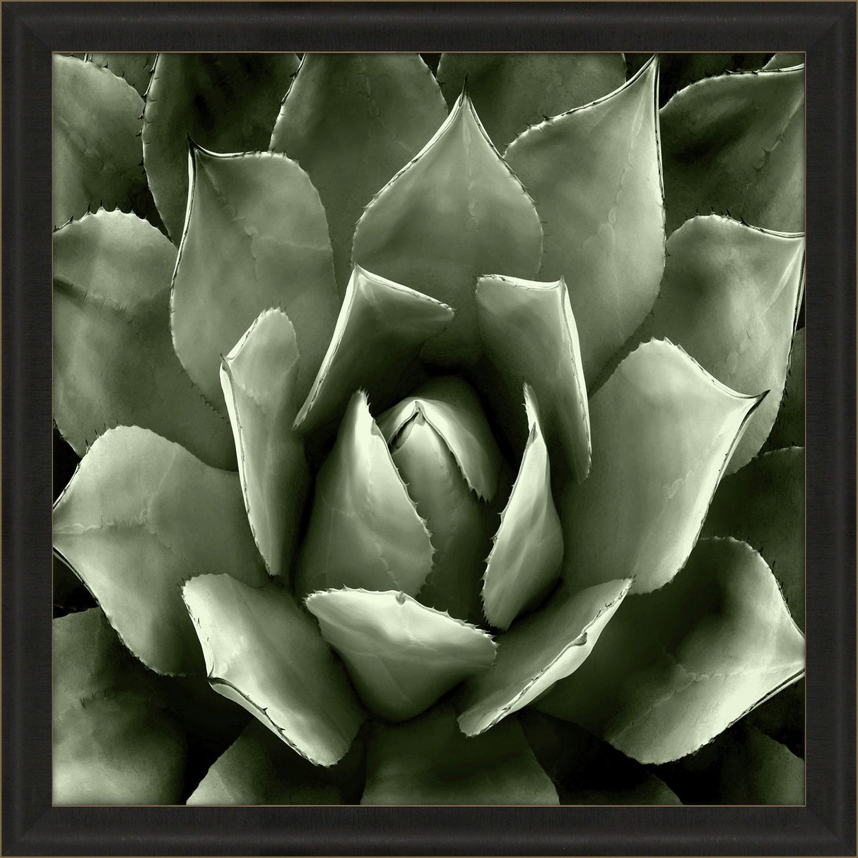 Paragon Green Succulent II Green 35 X 35 X 2 Wall Art