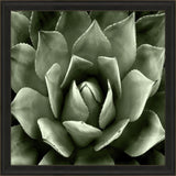 Paragon Green Succulent II Green 35 X 35 X 2 Wall Art