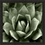 Paragon Green Succulent II Green 35 X 35 X 2 Wall Art