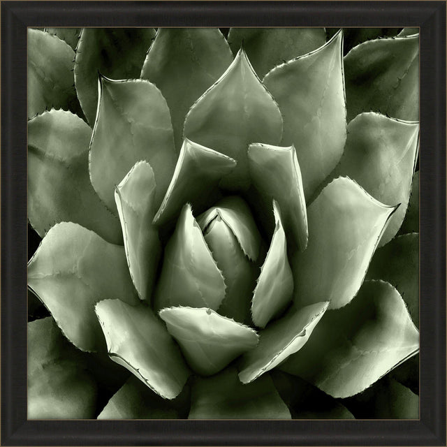 Paragon Green Succulent II Green 35 X 35 X 2 Wall Art