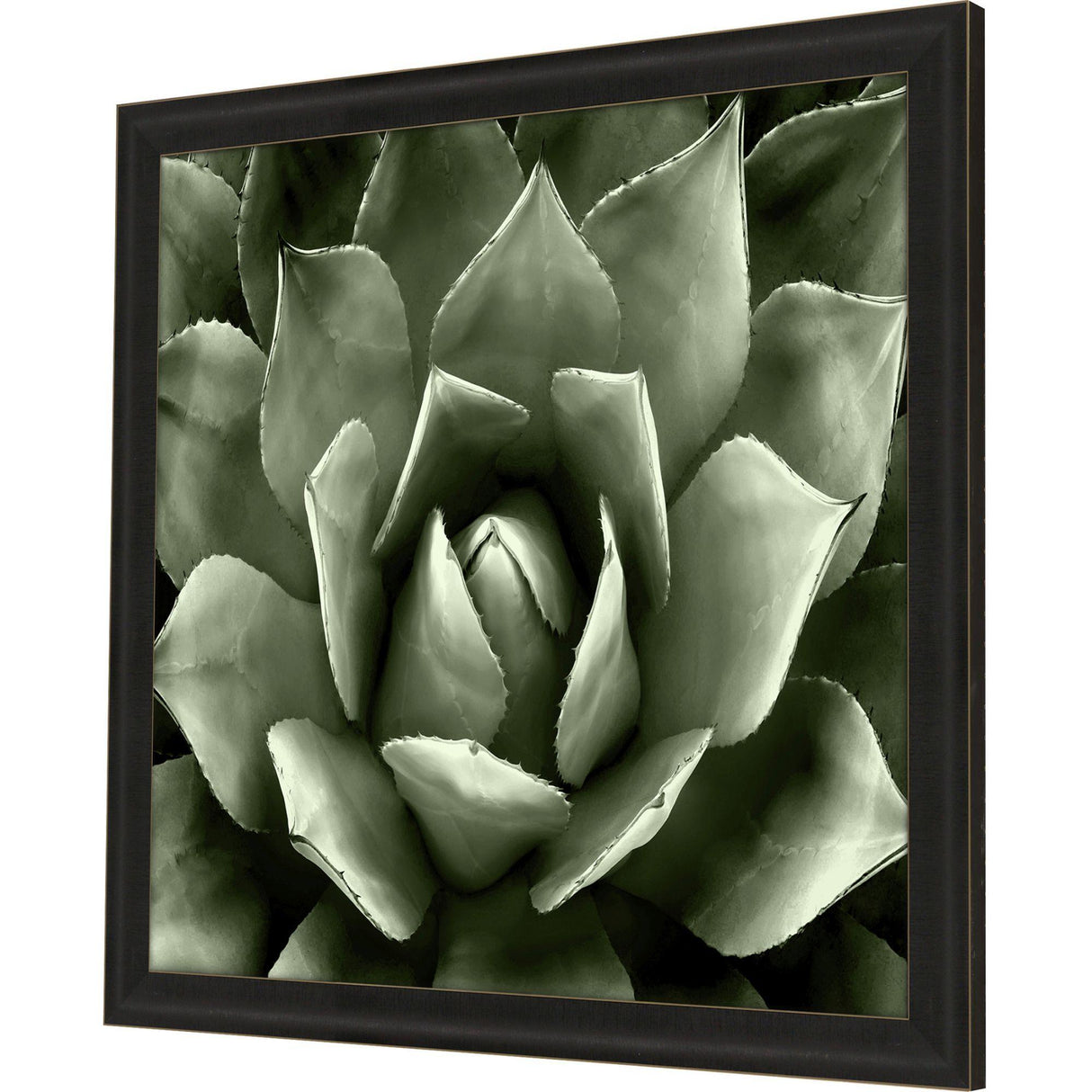Paragon Green Succulent II Green 35 X 35 X 2 Wall Art