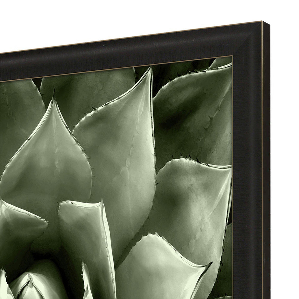 Paragon Green Succulent II Green 35 X 35 X 2 Wall Art