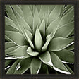 Paragon Green Succulent III Green 35 X 35 X 2 Wall Art