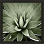 Paragon Green Succulent III Green 35 X 35 X 2 Wall Art