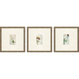 Paragon Antique Botanical I S/3 Green 13 X 13 X 1 Wall Art