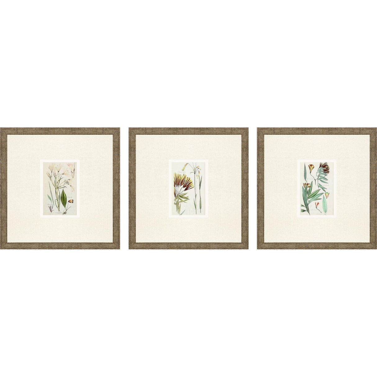 Paragon Antique Botanical I S/3 Green 13 X 13 X 1 Wall Art