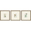 Paragon Antique Botanical I S/3 Green 13 X 13 X 1 Wall Art