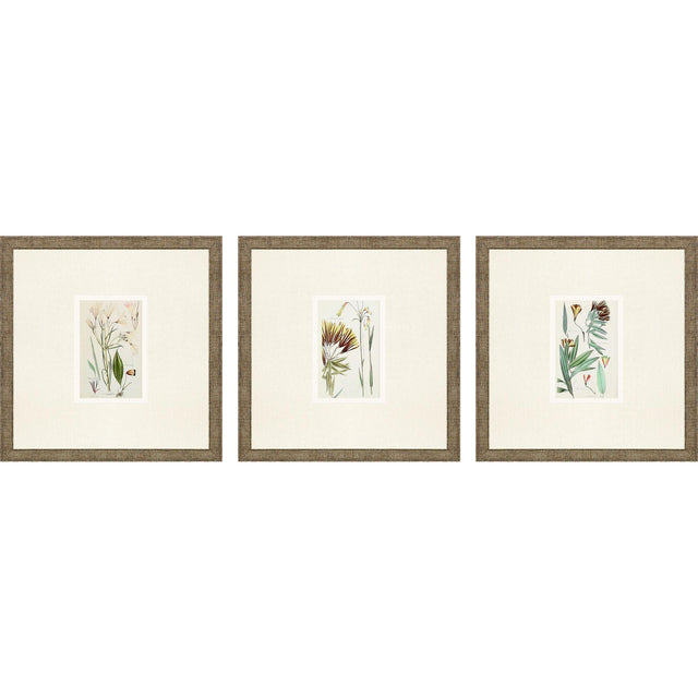 Paragon Antique Botanical I S/3 Green 13 X 13 X 1 Wall Art