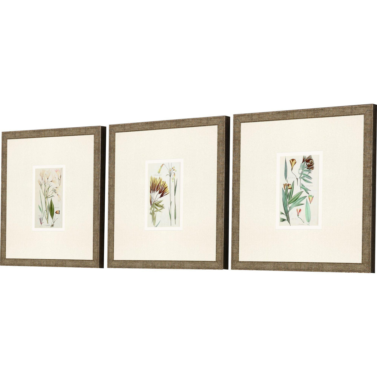 Paragon Antique Botanical I S/3 Green 13 X 13 X 1 Wall Art