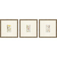 Paragon Antique Botanical II S/3 Green 13 X 13 X 1 Wall Art