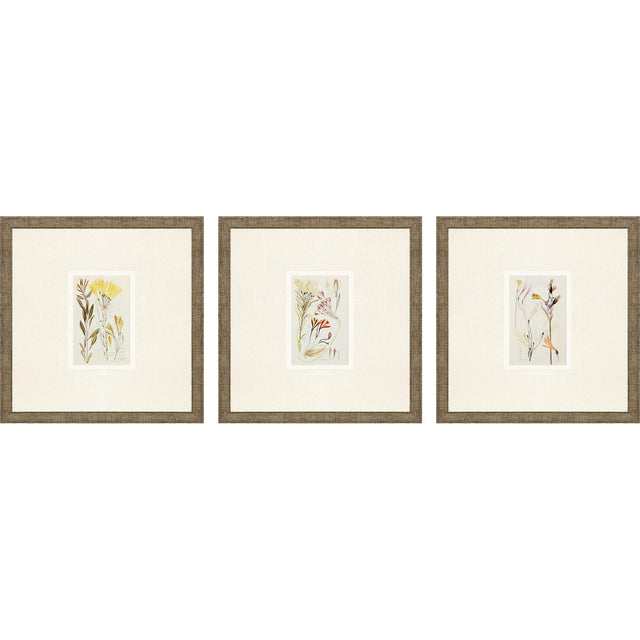 Paragon Antique Botanical II S/3 Green 13 X 13 X 1 Wall Art