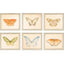 Paragon Butterflies S/6 Multi 11 X 13 X 1 Wall Art
