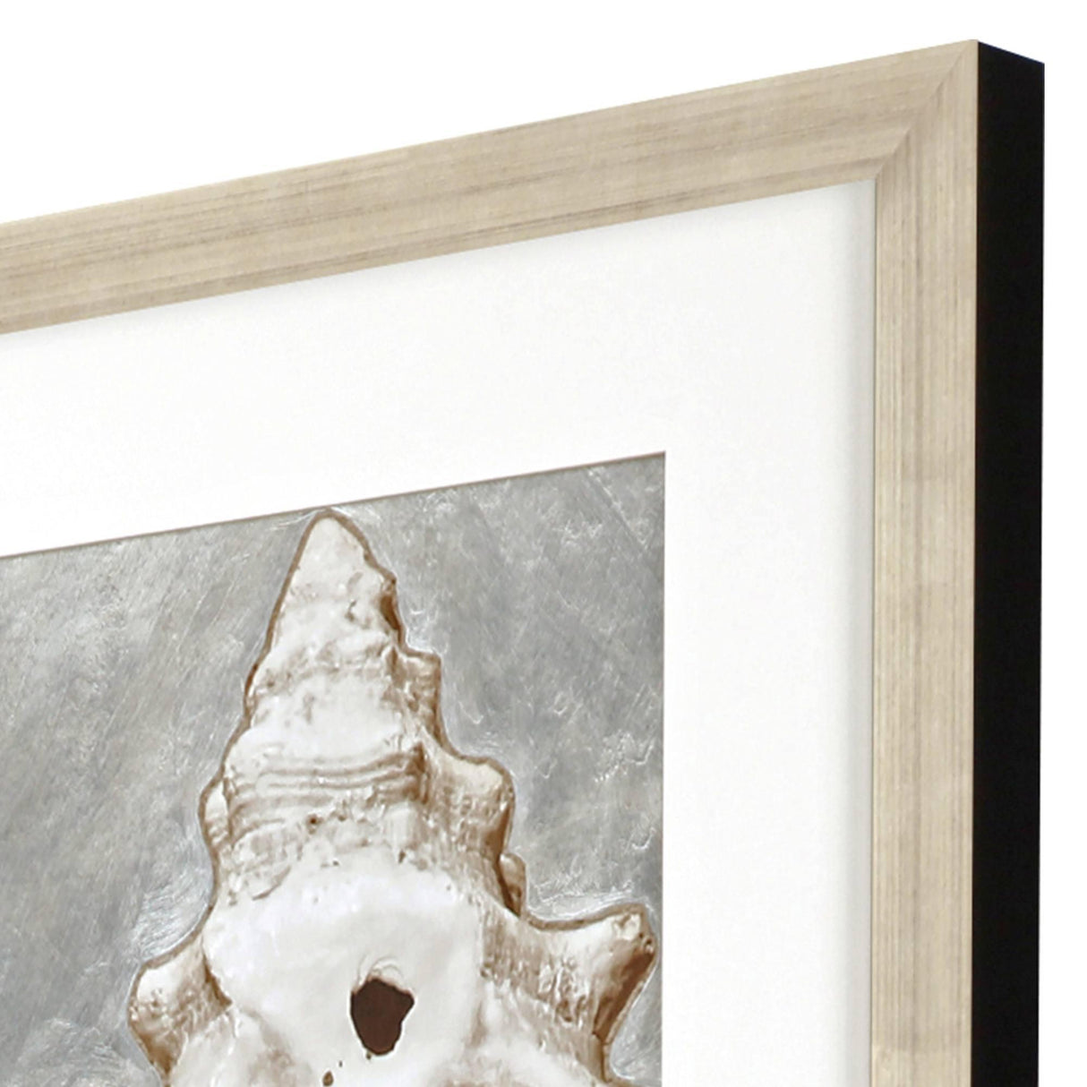 Paragon Modern Shell I Sepia 51 X 26 X 2 Wall Art