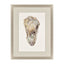 Paragon Crassostrea Virginica II Neutral 41 X 31 X 2 Wall Art