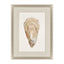 Paragon Crassostrea Virginica IV Neutral 41 X 31 X 2 Wall Art