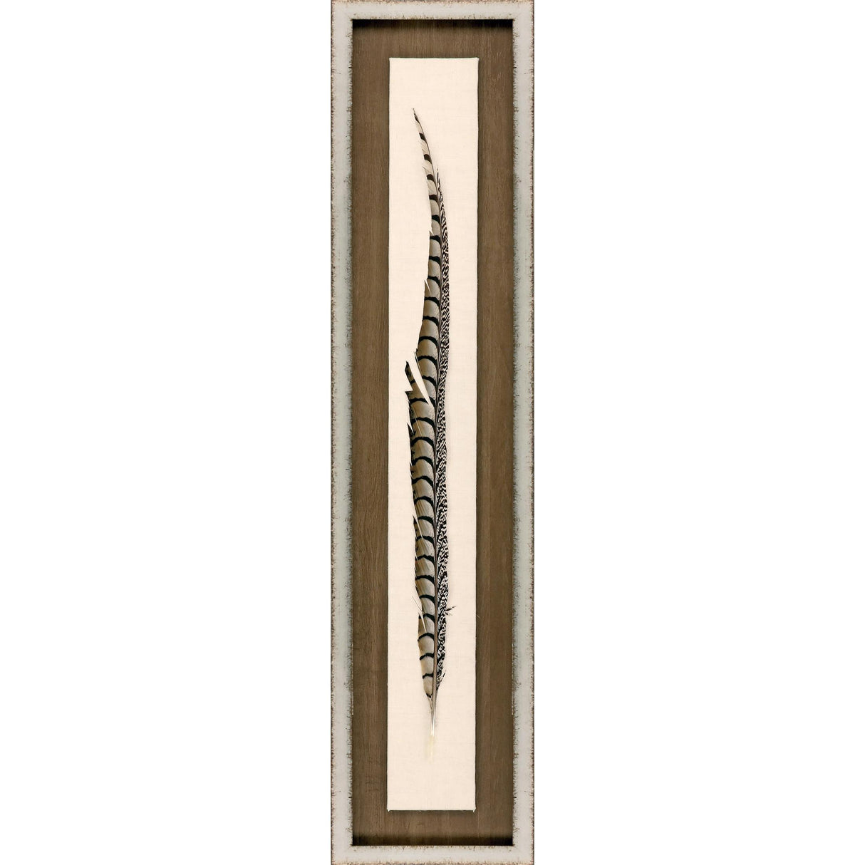 Paragon Lady Amhurst Feather Brown 41 X 09 X 2 Wall Art