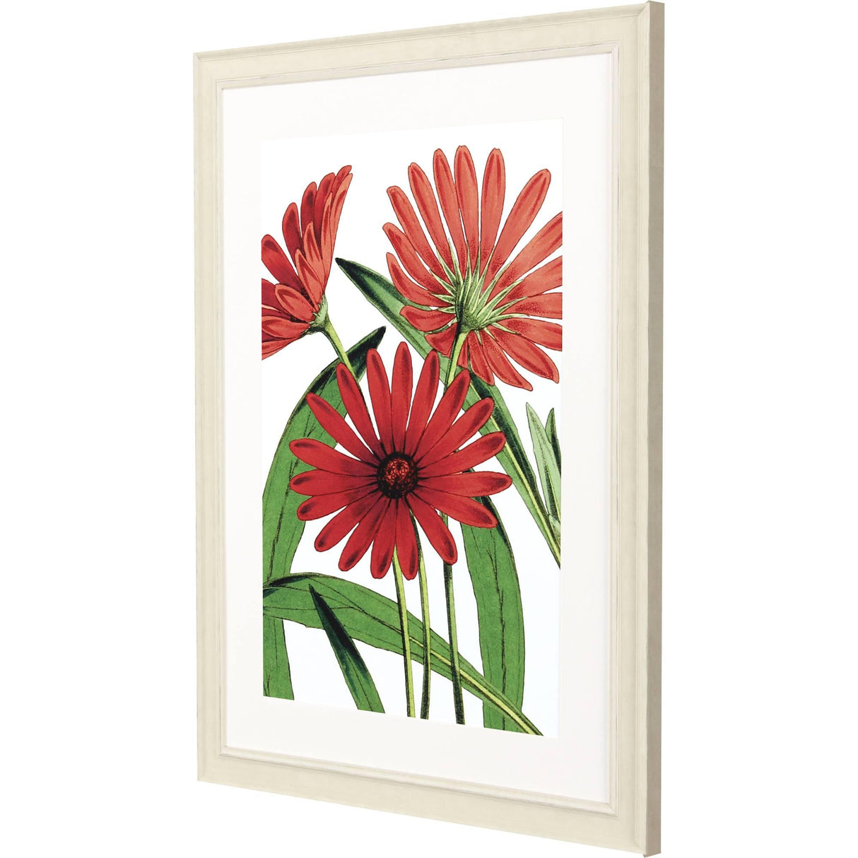 Paragon Osteospermum Red 41 X 31 X 2 Wall Art