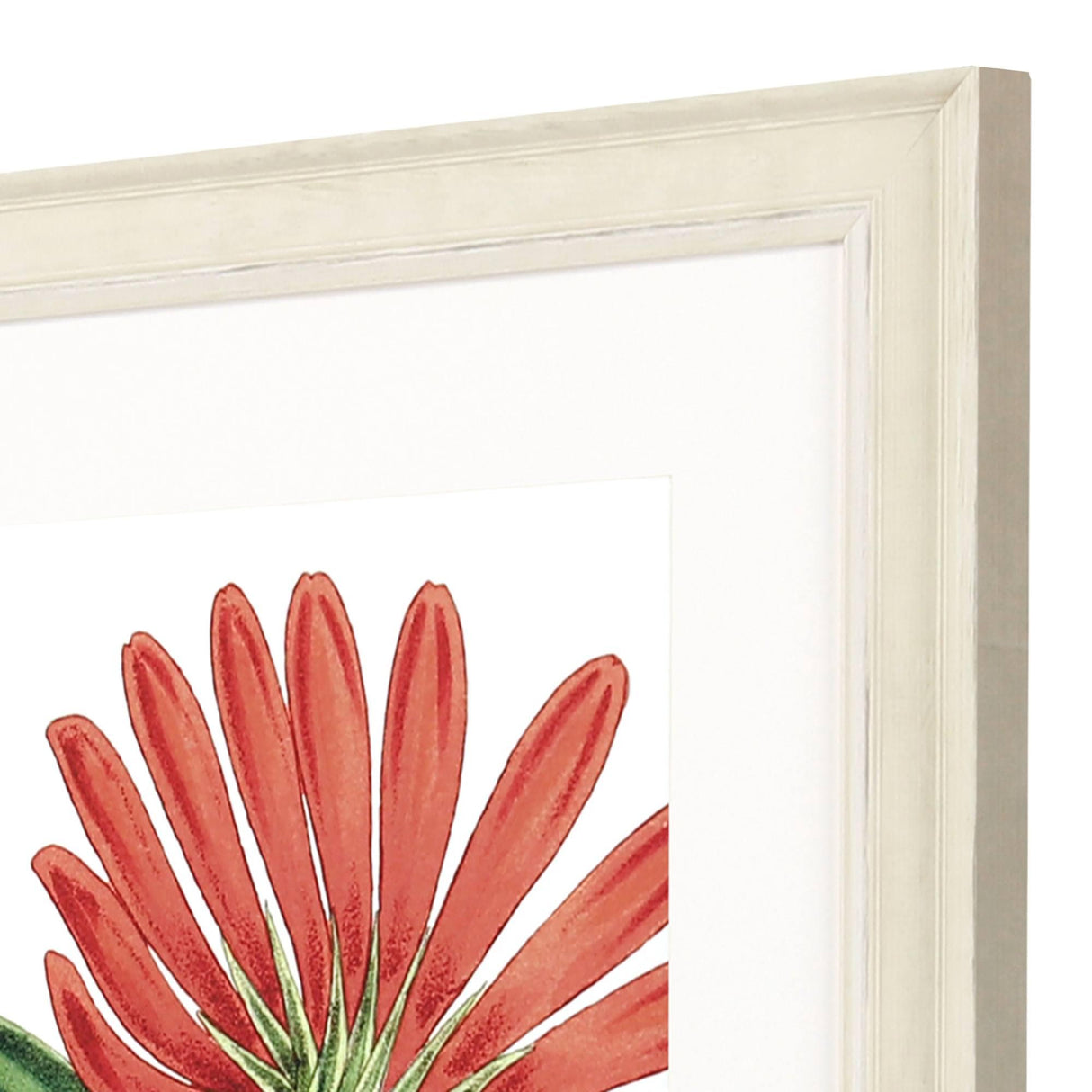 Paragon Osteospermum Red 41 X 31 X 2 Wall Art