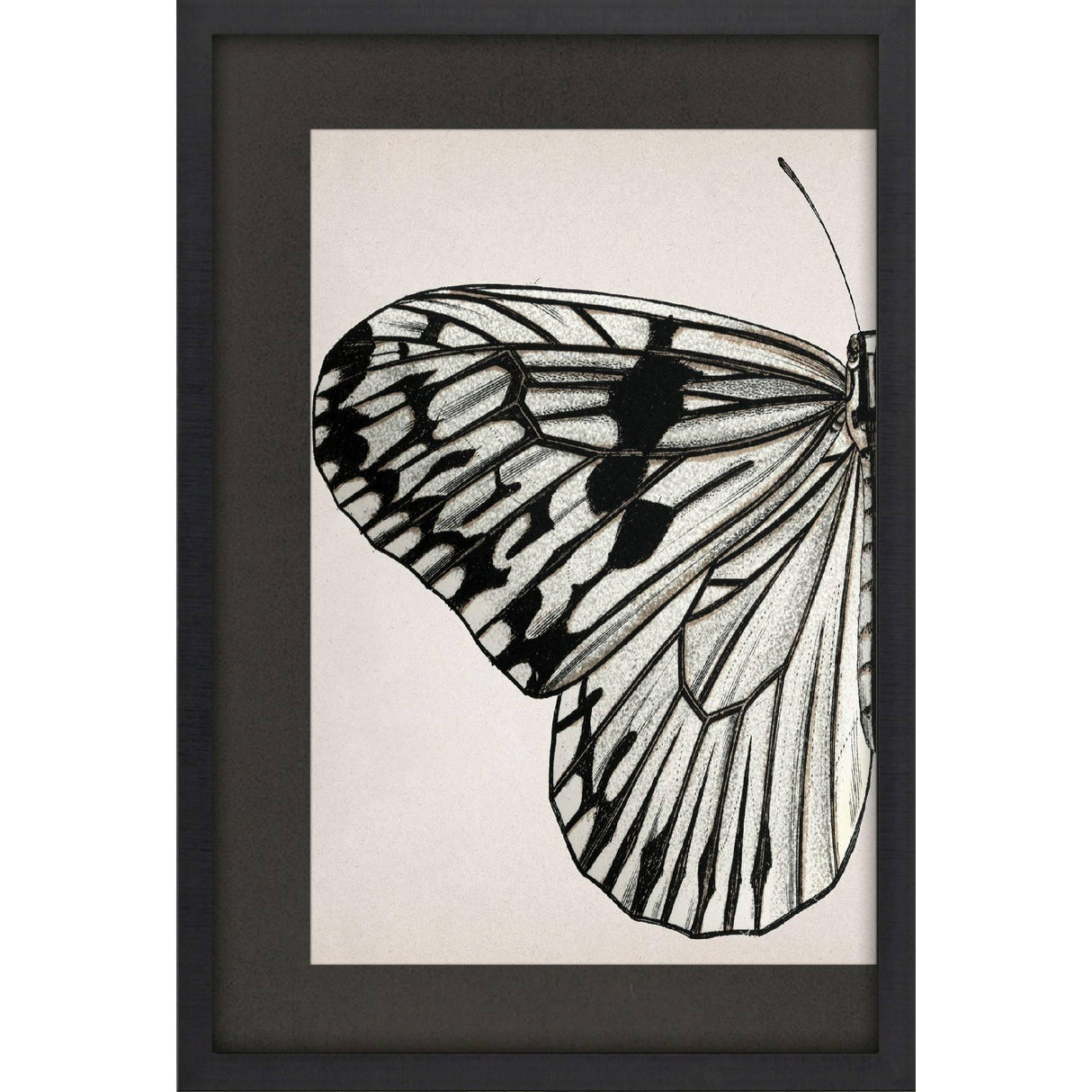 Paragon Grand Butterfly I Black 47 X 31 X 2 Wall Art