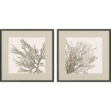 Paragon Taupe Coral S/2 Brown 26 X 26 X 1 Wall Art