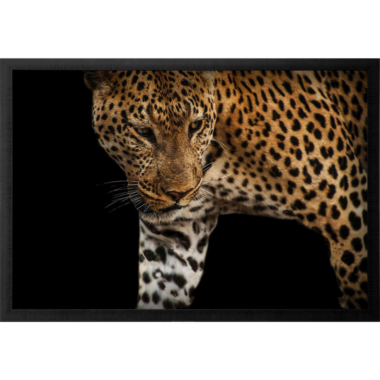 Paragon African Leopard - Stalk Black 35 X 51 X 2 Wall Art