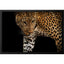 Paragon African Leopard - Stalk Black 35 X 51 X 2 Wall Art