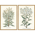 Paragon Botanical Plants I S/2 Green 31 X 21 X 2 Wall Art