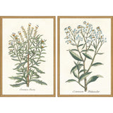 Paragon Botanical Plants I S/2 Green 31 X 21 X 2 Wall Art