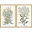 Paragon Botanical Plants I S/2 Green 31 X 21 X 2 Wall Art