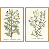 Paragon Botanical Plants II S/2 Green 31 X 21 X 2 Wall Art